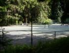 Wooded tennis courts at Cornwall Park
