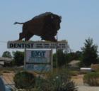 This Buffalo is a Familiar sight at the corner of Rancheries and Hway 18
