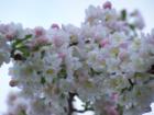 Crap Apple Blooms