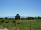 Just off of Black Forest Road, a few cows relaxing on a warm spring day. Although much of Black Forest is dense forest, there is much grass land.  Pikes Peak in the background.