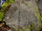 Large palm fossil found in the mountains off of Mosquito Lake Rd.  