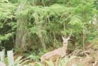 One of sudden valley's many deer.