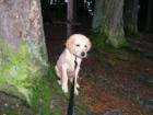 A really mad puppy after a forced swim in the mighty cold Lake Whatcom