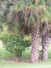 Gardenias and palm trees....