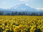 Mount Rainier and Daffodil Fields in Puyallup, WA.  Now wouldn't you want this in your back yard?