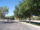 This tree lined drive is Williams Boulevard and is part of a grouping of several commercial buildings (Williams Center) located in central Tucson, AZ.