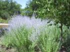 In Bloom