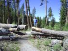 Stream Behind and Fallen Tree Ranger Center in Manzinita