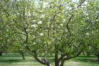 Apple Orchard at Slippery Rock