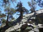 Trees grow out of rocks at June Lake