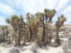 Red Rock Creek cacti