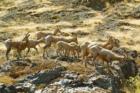 Big Horn Sheep up Hells Canyon