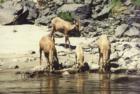 Scenic Hells Canyon