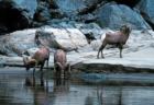 Big Horn Sheep up Hells Canyon