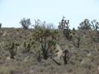 mohave desert