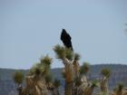 Mohave dessert
