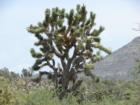 Mohave dessert