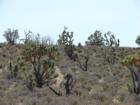 Mohave desert