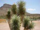 Mohave desert