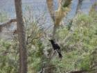 Mohave desert