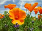 California Poppies in the Antelope Valley 