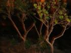 Trees at night on Magic Island