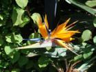 The Bird of Paradise