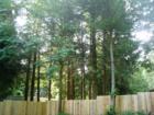 Wooded lot, Point Roberts, Province Road