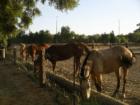 Local Vacaville horse property on North Locke Road featured an old adobe home and 4 shaded acres of land fenced and cross fenced, barn, shed, outhouse and arenas.