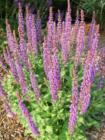 Spring Flowers in Mahwah