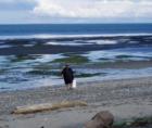 Native American Beach: Lummi tribal member digging clams at Gooseberry Point