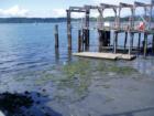 The dock at Gooseberry Point, Lummi Island Ferry in the background
