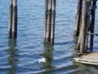Seagull in flight at the dock at Gooseberry Point