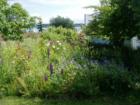 A garden and orchard near the Lummi Island Ferry
