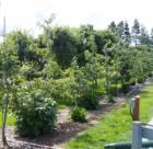 Orchard near the Lummi Ferry dock