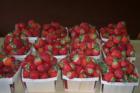 Hollis - pick your own strawberries - fresh from the farm
      (c) Joan Whitebook