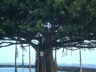 Ala Moana Beach, banyan tree and sailers in the background