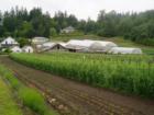 Beans growing at the county's oldest and best known retail and wholesale garden, located in the Happy Valley area