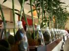 Zen Bistro in Westchase Town Center - an excellent grill and sushi bar