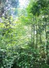 FLowering Dogwoods and treed lot