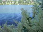 California Lilac and Lake Gregory in Crestline
