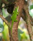 Cameleon