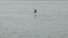 Bird Gliding over Water