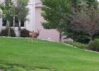 In Oak Hills, in the northwest part of Colorado Springs, as you get closer to the foothills, it's not unusual to see deer -- even on your front lawn. This deer feels right at home here.