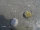 Hermit Crabs at Good Harbor Beach