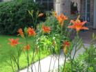 Rain is great for the garden this year. 