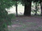 Local Roadrunners 
