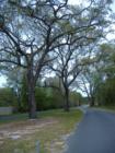 Oak tree lined entrance at The Lakes developed by Dan Chapman, III and Sundown Properties, Inc.; marketed by Chapman Realty.  