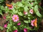 Flowers of Turtle Bay