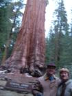 One of the Big Trees at Hume